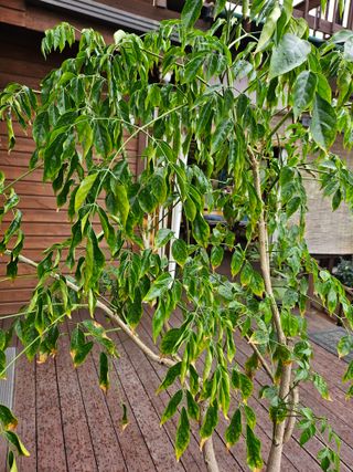 어홍님의 농사, 무엇이든 물어보세요! · 참여글 작성글 사진