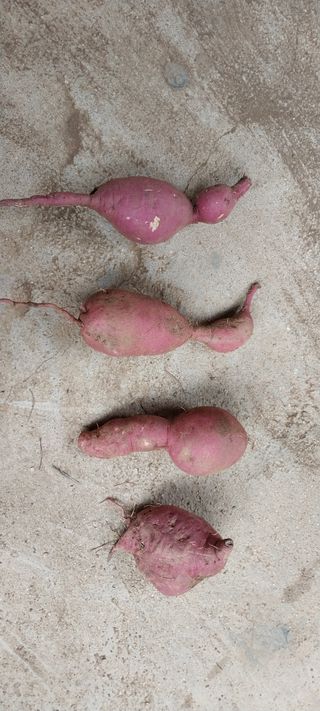 이일철 (조이산골)님의 자유주제 · 자유게시판 작성글 사진