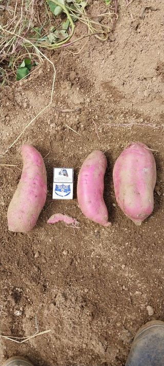 이일철 (조이산골)님의 자유주제 · 자유게시판 작성글 사진