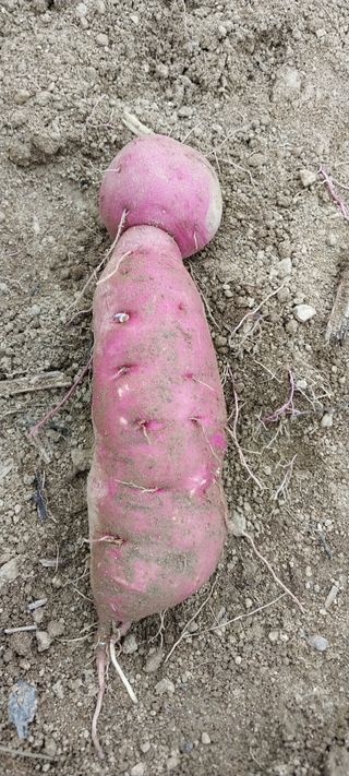 이일철 (조이산골)님의 자유주제 · 자유게시판 작성글 사진