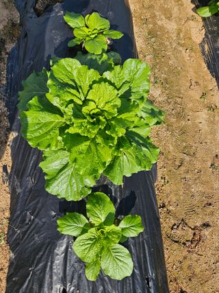 이소영님의 배추 · 영농일지 작성글 사진