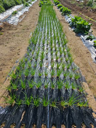 이소영님의 배추 · 영농일지 작성글 사진