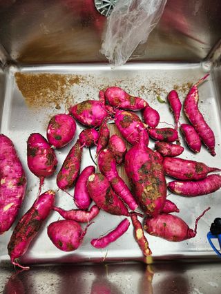 이소영님의 고구마 · 영농일지 작성글 사진