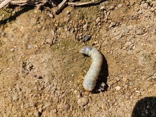 이소영님의 고구마 · 영농일지 작성글 사진