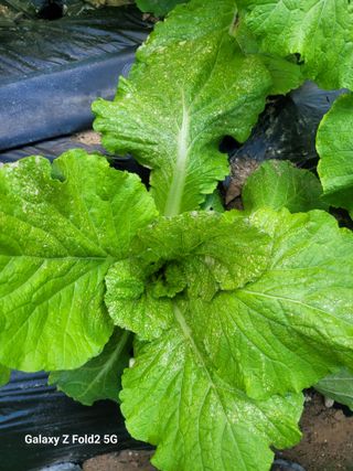 최덕병님의 배추 · 영농일지 작성글 사진