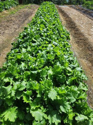 텃밭입문님의 배추 · 영농일지 작성글 사진