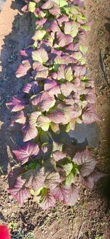 팜모닝 배추·영농일지 게시글 이미지