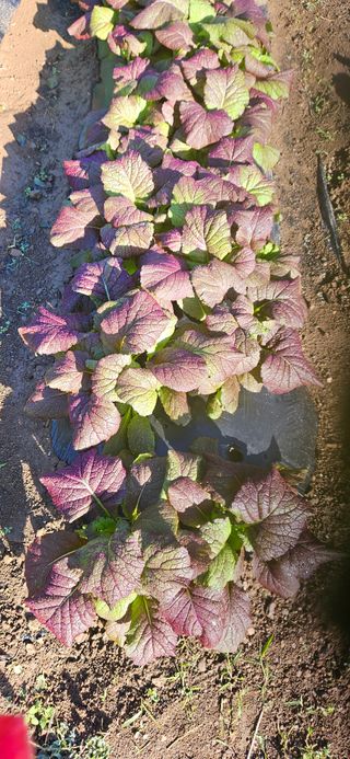 토마토5872님의 배추 · 영농일지 작성글 사진