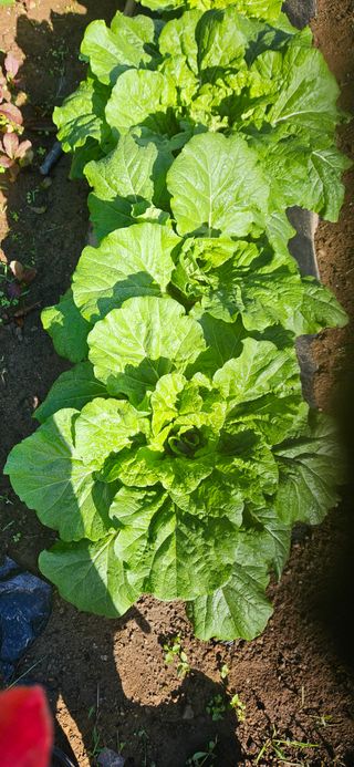 토마토5872님의 배추 · 영농일지 작성글 사진