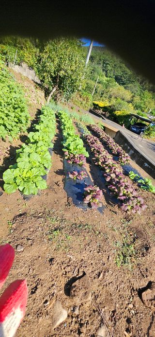 토마토5872님의 배추 · 영농일지 작성글 사진