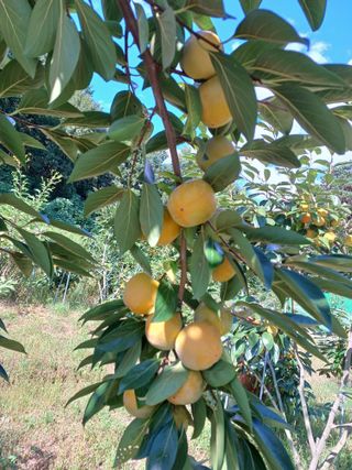 정원영님의 감 · 영농일지 작성글 사진