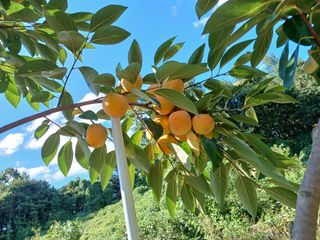 정원영님의 감 · 영농일지 작성글 사진
