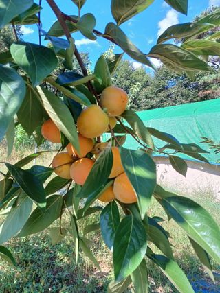 정원영님의 감 · 영농일지 작성글 사진