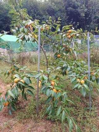 정원영님의 감 · 영농일지 작성글 사진