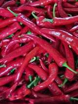 팜모닝 고추·영농일지 게시글 이미지