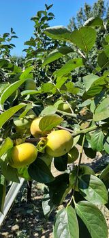 팜모닝 · 게시글 이미지