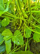 팜모닝 10월 내 농작물 자랑하기·참여글 게시글 이미지