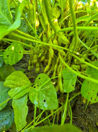 김숙향님의 10월 내 농작물 자랑하기 · 참여글 작성글 사진