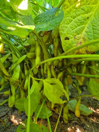 김숙향님의 10월 내 농작물 자랑하기 · 참여글 작성글 사진