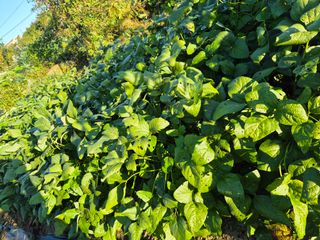 김숙향님의 10월 내 농작물 자랑하기 · 참여글 작성글 사진