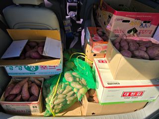 약수(若洙)님의 고구마 · 영농일지 작성글 사진