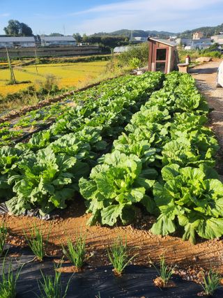 홍산농부님의 10월 내 농작물 자랑하기 · 참여글 작성글 사진
