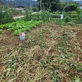 팜모닝 배추·영농일지 게시글 이미지