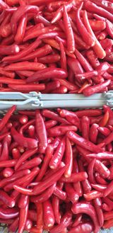 팜모닝 고추·영농일지 게시글 이미지