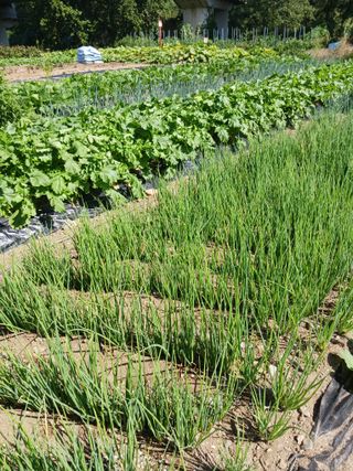 조정분(사랑이엄마)님의 배추 · 영농일지 작성글 사진