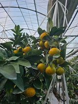 팜모닝 귤·영농일지 게시글 이미지