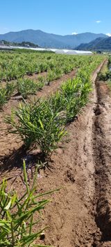 팜모닝 기타작물·영농일지 게시글 이미지