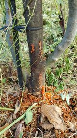 팜모닝 사과·병해충상담 게시글 이미지