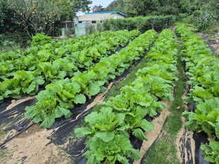 징금다리님의 10월 내 농작물 자랑하기 · 참여글 작성글 사진