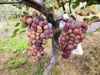 김영옥님의 자유주제 · 자유게시판 작성글 사진