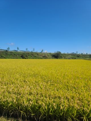 서호님의 벼 · 영농일지 작성글 사진