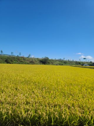 서호님의 벼 · 영농일지 작성글 사진