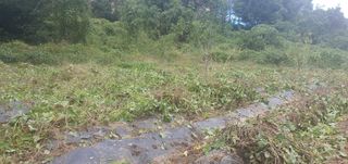 김영주님의 고구마 · 영농일지 작성글 사진