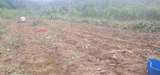 김영주님의 고구마 · 영농일지 작성글 사진