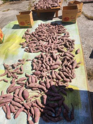 김영주님의 고구마 · 영농일지 작성글 사진