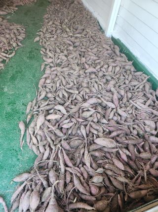 김영주님의 고구마 · 영농일지 작성글 사진