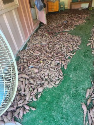 김영주님의 고구마 · 영농일지 작성글 사진