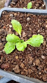 팜모닝 배추·영농일지 게시글 이미지