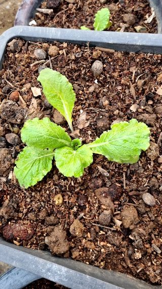 지종필님의 배추 · 영농일지 작성글 사진