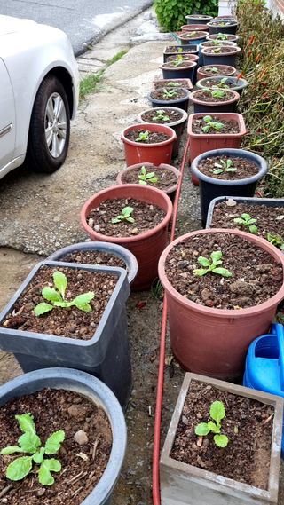 지종필님의 배추 · 영농일지 작성글 사진