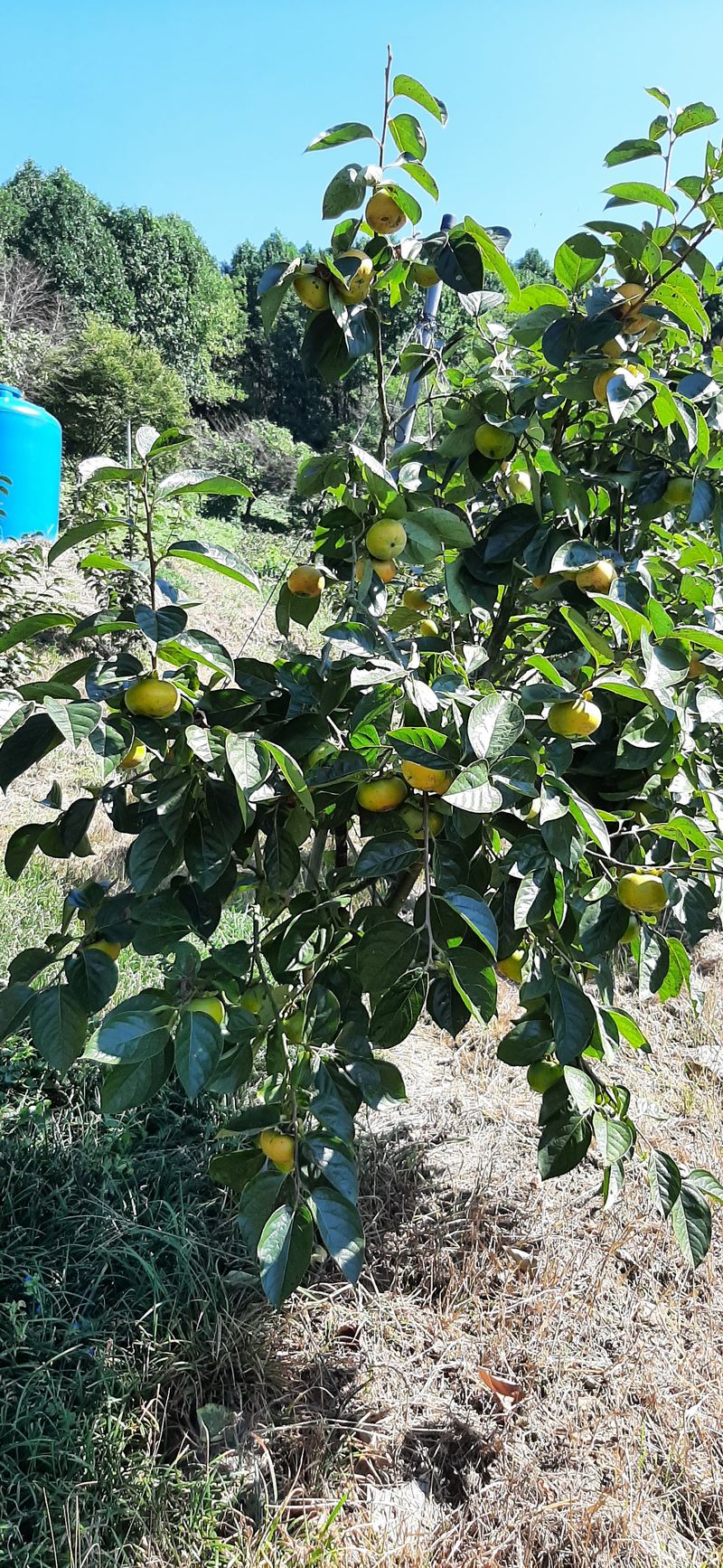 김호규님의 장터 판매 상품 [태추단감3kg.5kg] 첨부 사진