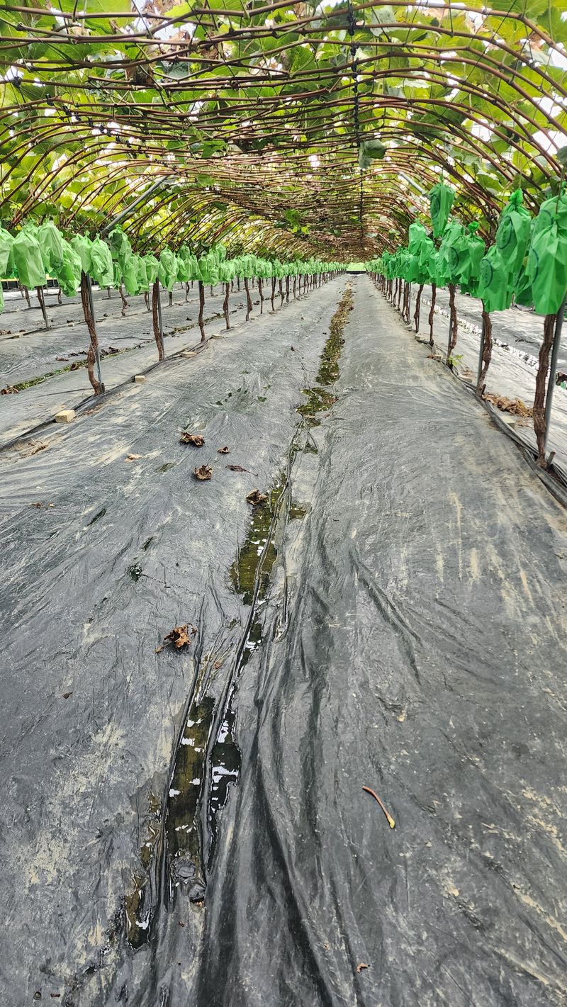 장터 상품 [샤인머스켓 일관 판매] 썸네일