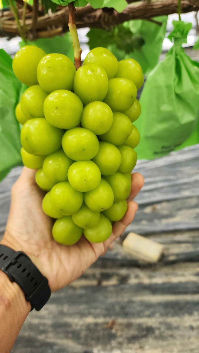 준우아빠님의 장터 판매 상품 [샤인머스켓 일관 판매] 첨부 사진