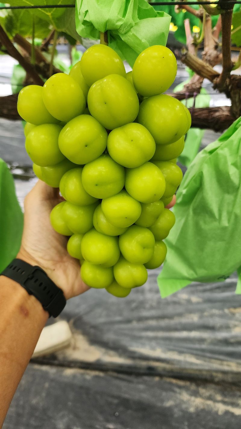 준우아빠님의 장터 판매 상품 [샤인머스켓 일관 판매] 첨부 사진