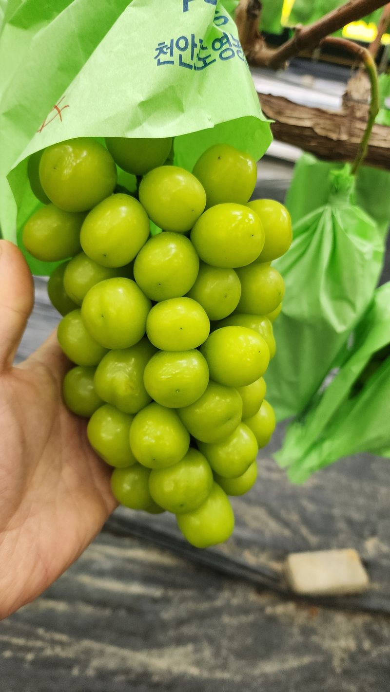 준우아빠님의 장터 판매 상품 [샤인머스켓 일관 판매] 첨부 사진