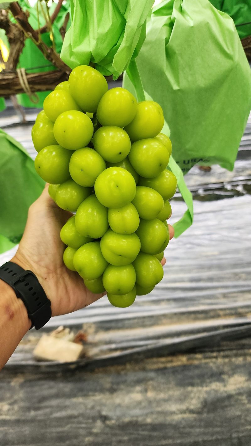 준우아빠님의 장터 판매 상품 [샤인머스켓 일관 판매] 첨부 사진